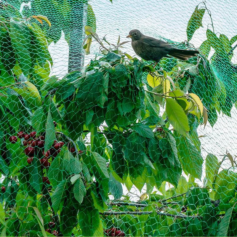 El papel de la red antipájaros del huerto y cómo elegir la red antipájaros