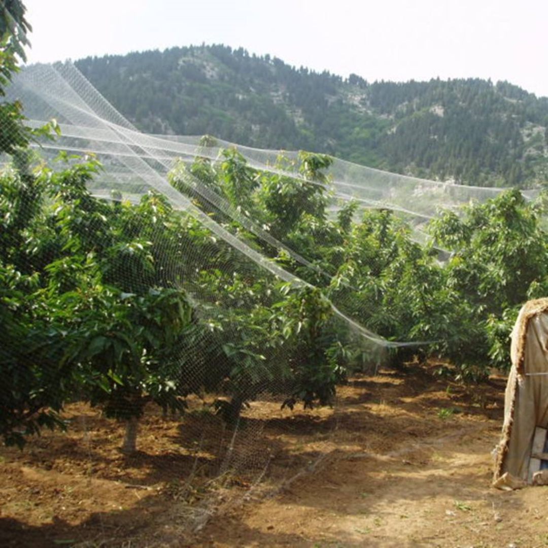Aplicación de malla antipájaros en frutales