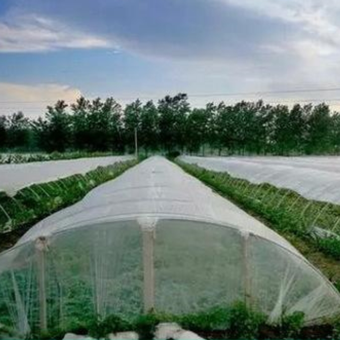 El problema al que se debe prestar atención al instalar una red a prueba de insectos