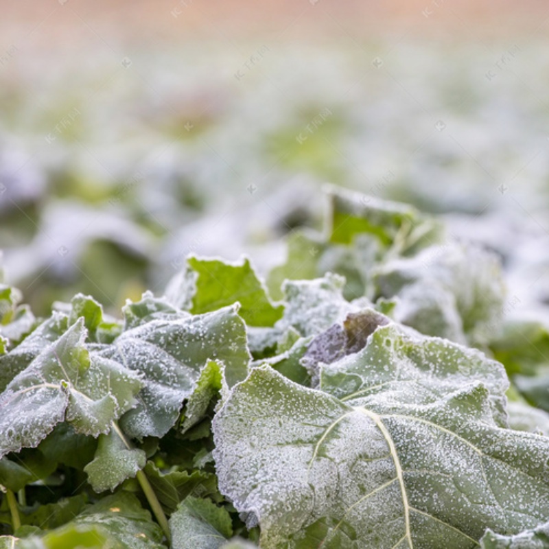 Las habilidades de uso y mantenimiento de la red antihielo.