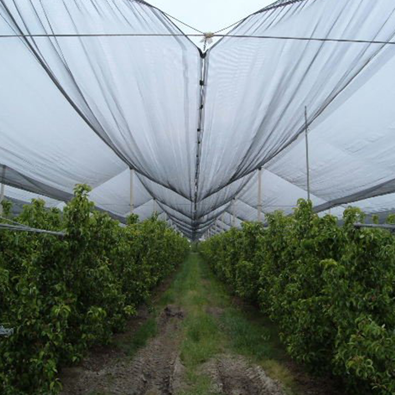 Los agricultores encuentran protección y mayores rendimientos con las redes antipájaros de HDPE