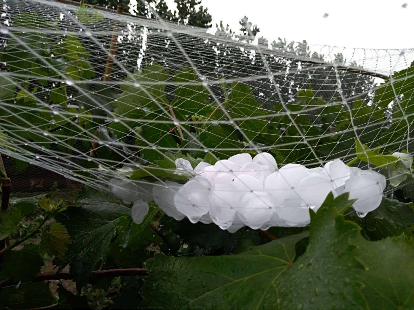 Red agrícola contra el granizo