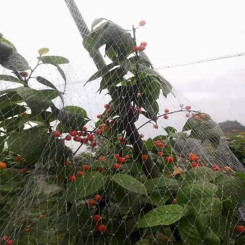 Red Antipájaros Cereza